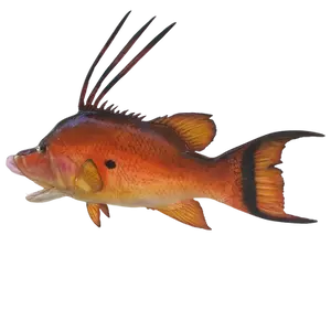 Hogfish fiberglass full mount replica, viewed from an angled tail perspective.