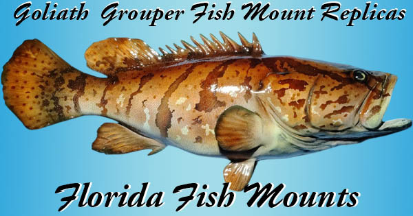 Fish Mount Types Goliath Grouper Fish Mount Replica | Custom Fiberglass Mounts by Greg ...