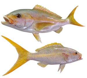 yellowtail snapper fish mount replica 26 inch right tilted 24 inch left tail forward mouth and tail detail hand painted glass eye