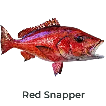 Red Snapper fiberglass mount showcasing brilliant red tones, painted by Greg Cassell. 