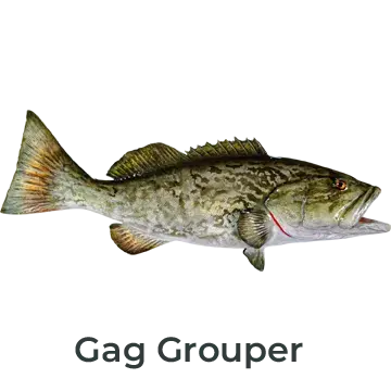 Grouper fiberglass mount highlighting robust form and lifelike details, painted by Greg Cassell.