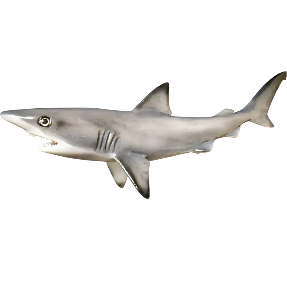 Thumbnail: Buy a blacktip shark replica, dark fin tips on the pectoral and pelvic fins