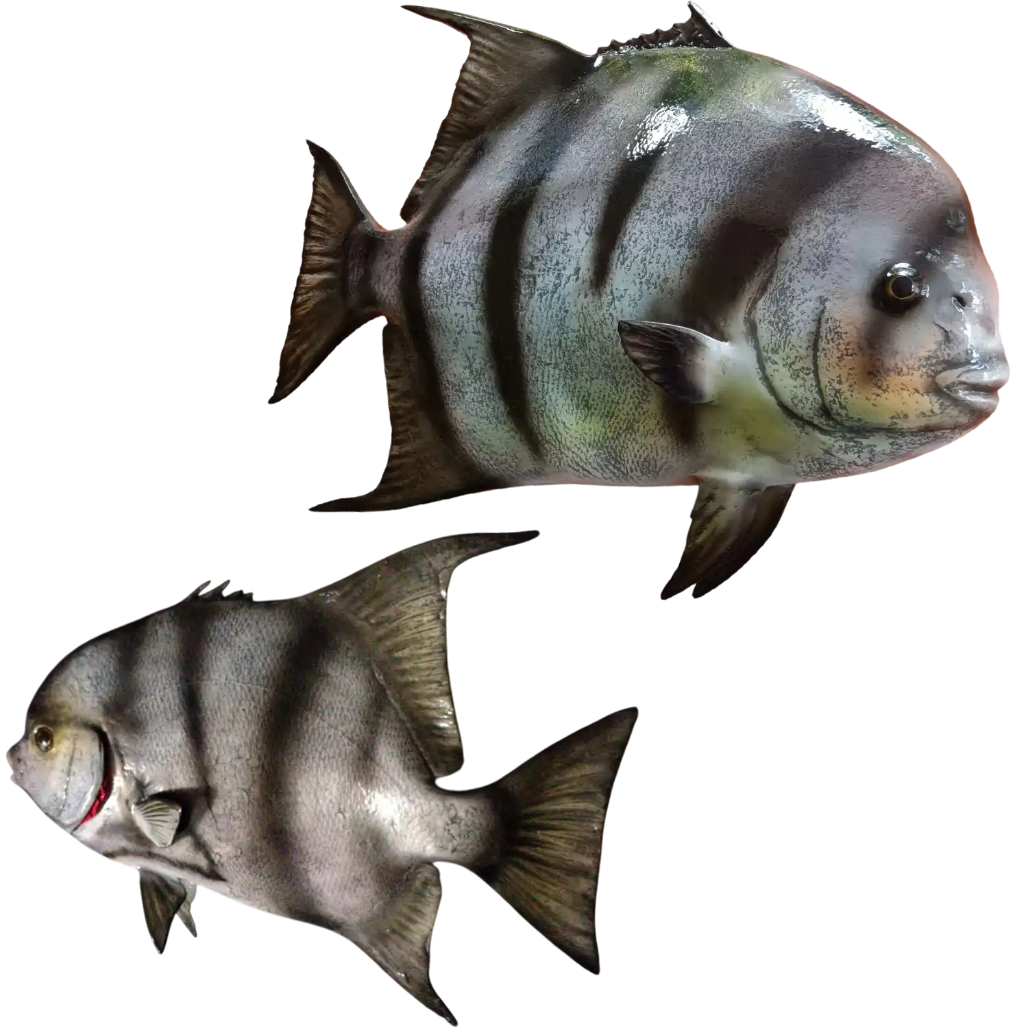 Spadefish Fish Mount Replicas