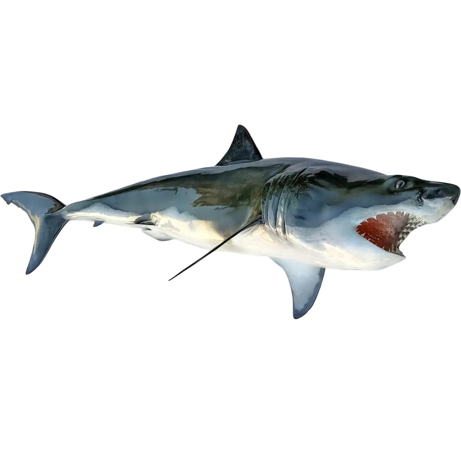 79 inch Great White Shark fiberglass shark mount full profile by artist Greg Cassell