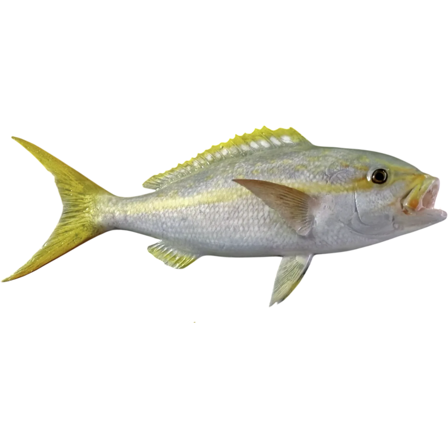 Yellowtail Snapper Fish Mount Replica