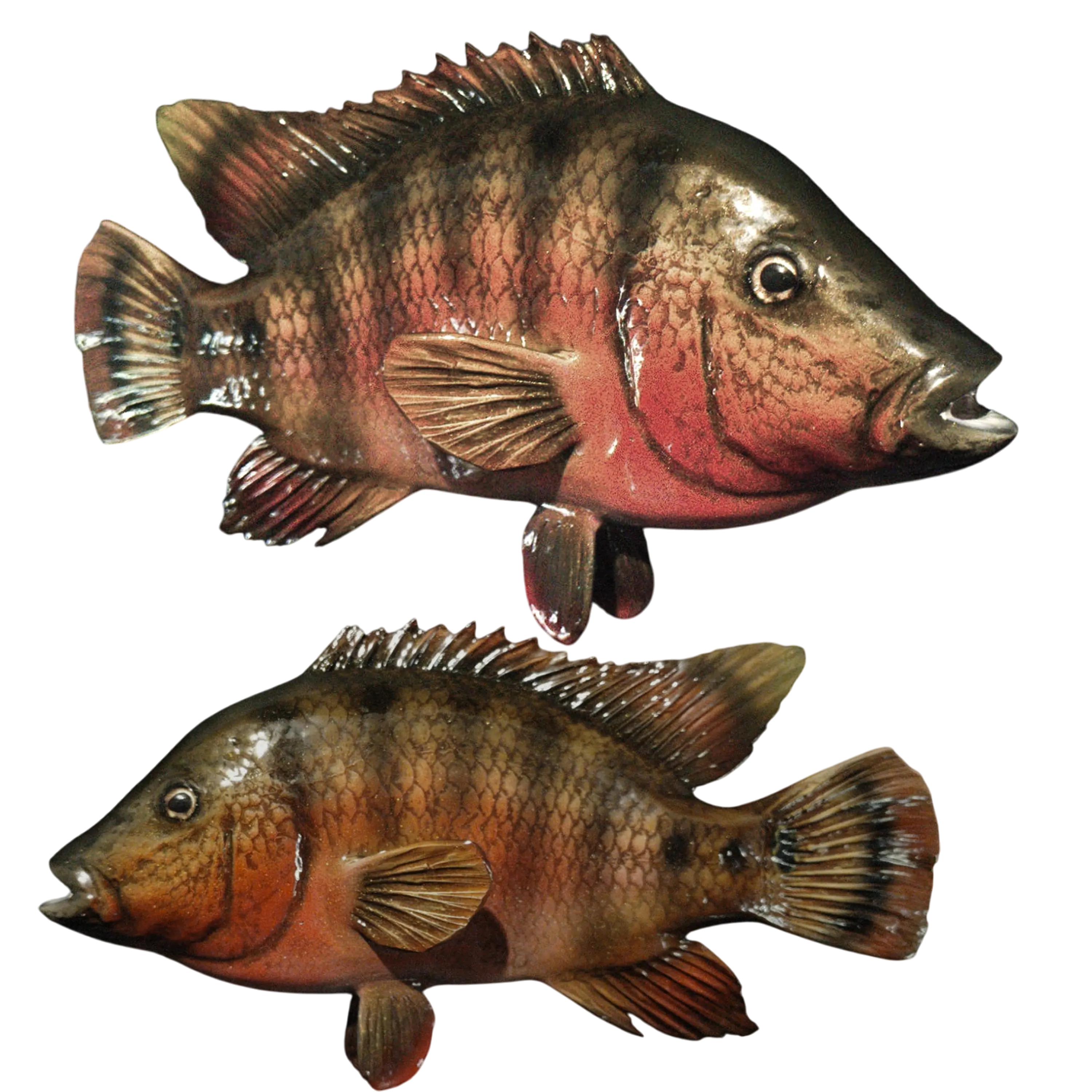 Mayan Cichlid Fish Mount Replica | 12 in | Half Full 360° 3D Mounts