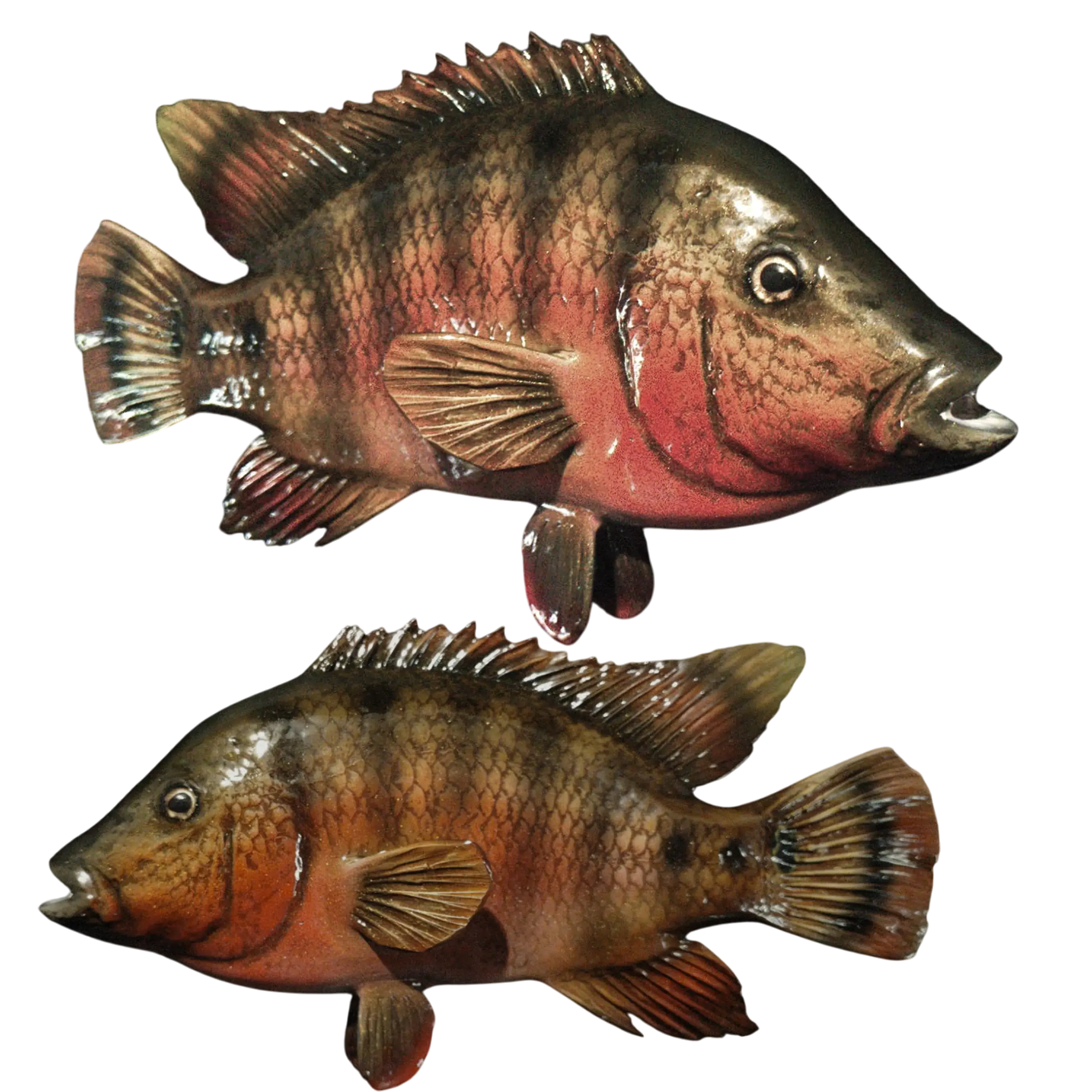 Mayan Cichlid Fish Mount Replica two pose hero right face detail and full length profile