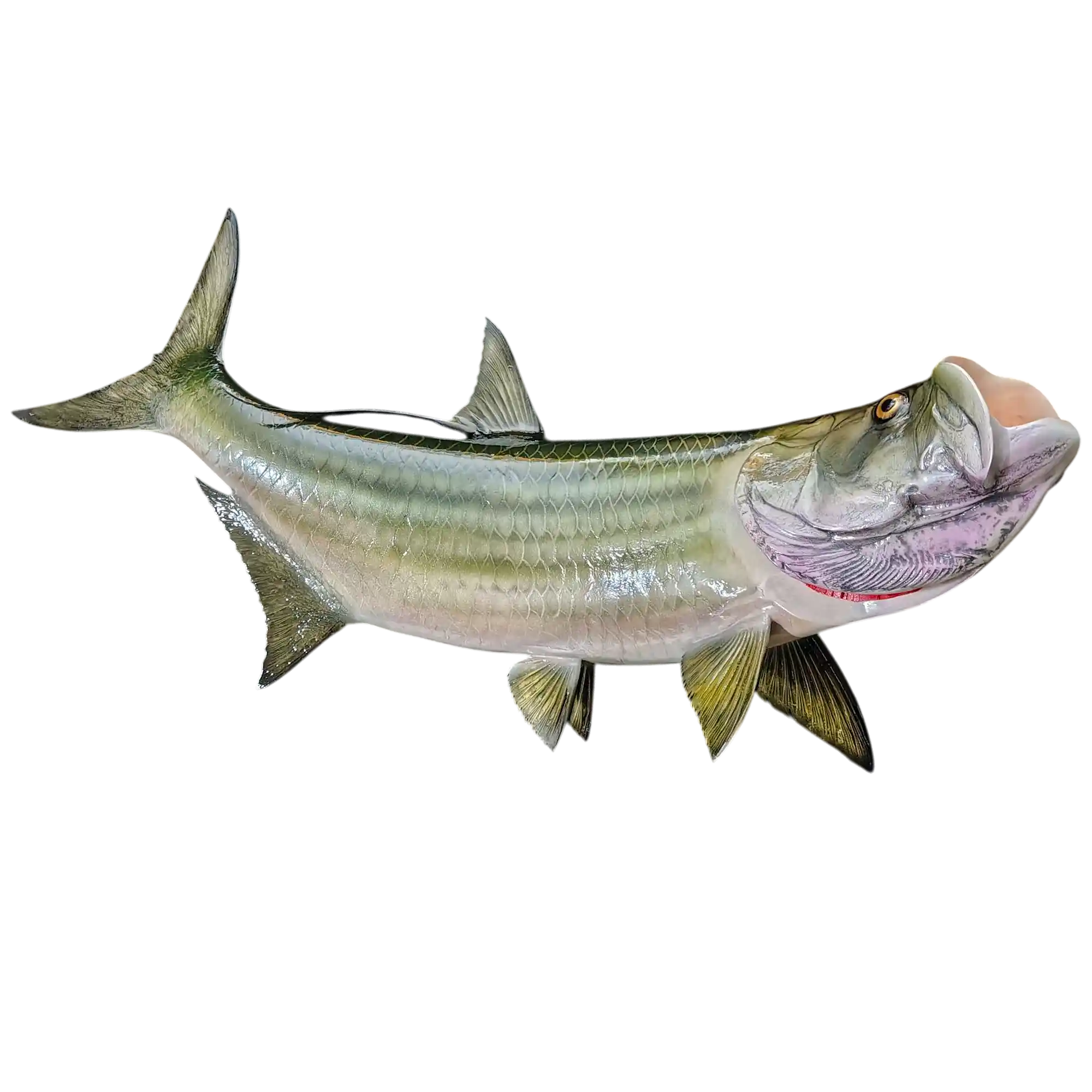 Tarpon Fish Mount Replica
