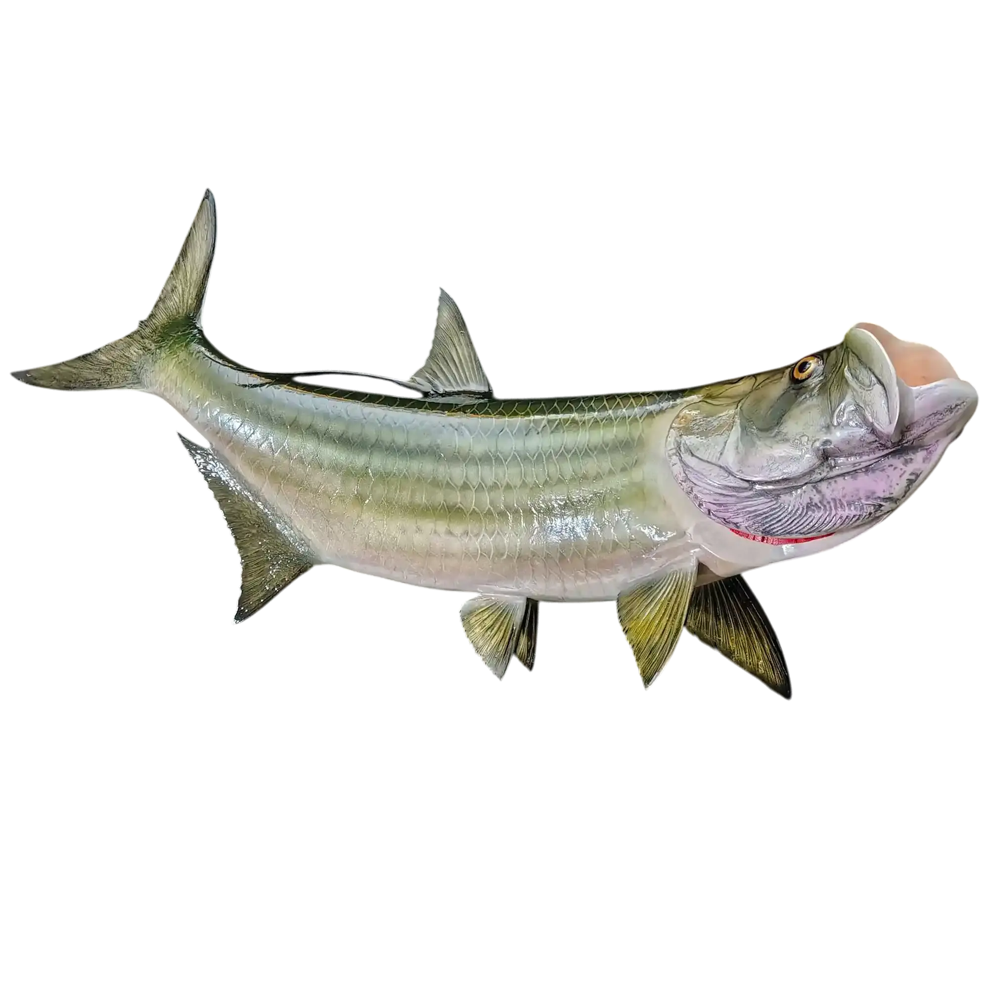 Custom fiberglass tarpon full fish mount replica painted to by artist Greg Cassell to match their photo
