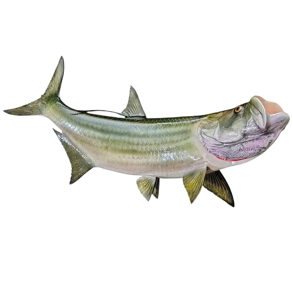 Custom fiberglass tarpon full fish mount replica painted to by artist Greg Cassell to match their photo