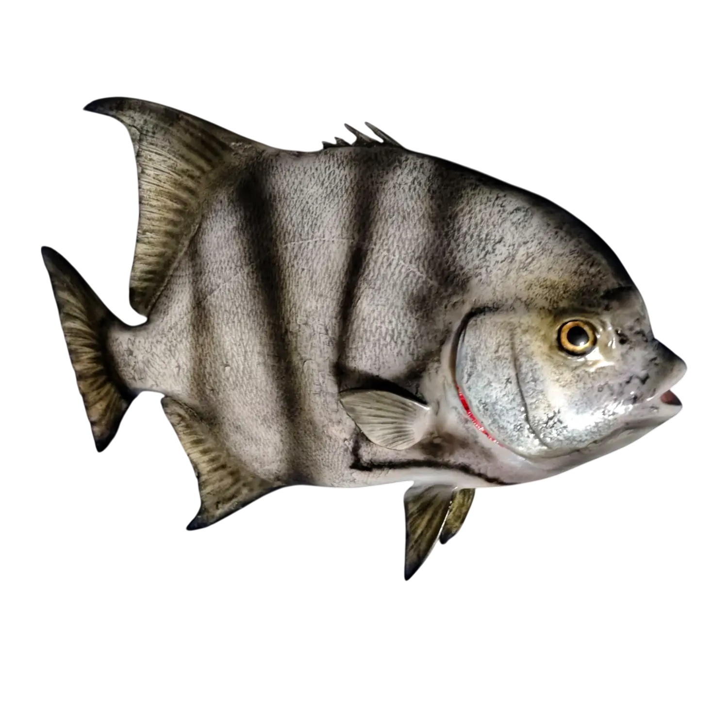 Spadefish Fish Mount Replica