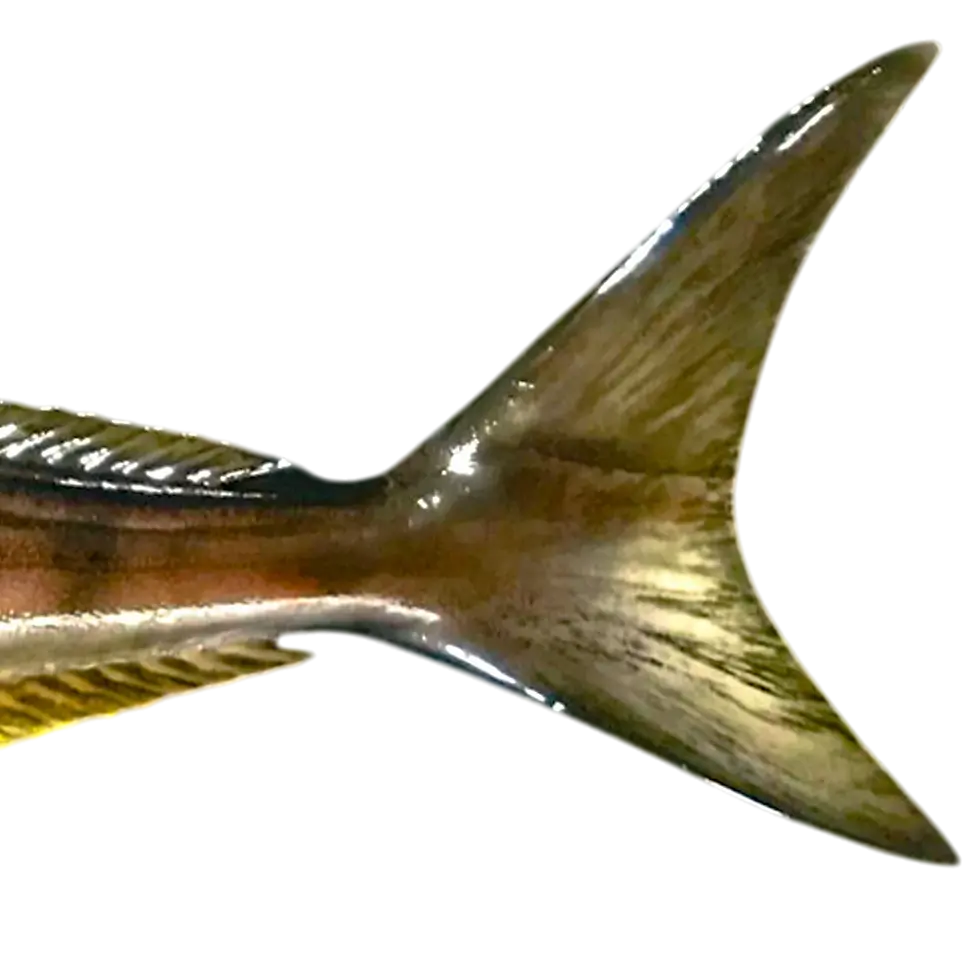 Thumbnail: 35-inch cobia full mount replica lunate caudal fin detail, hand-painted fin rays, UV-resistant urethane finish, fiberglass