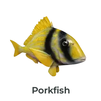 Porkfish fiberglass fish mount replica showing vibrant yellow body and bold facial markings hand painted by Greg Cassell