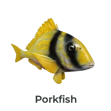 Porkfish fiberglass fish mount replica showing vibrant yellow body and bold facial markings hand painted by Greg Cassell