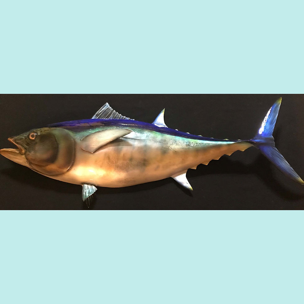 Thumbnail: Lifelike Blackfin Tuna Fish Mount Replica hand-painted by Greg Cassell at Florida Fish Mounts, based on your catch.