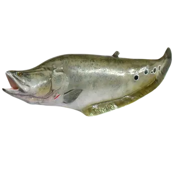28-inch clown knifefish full mount by Greg Cassell showing ocellated spot pattern, humped dorsal profile, and open jaw