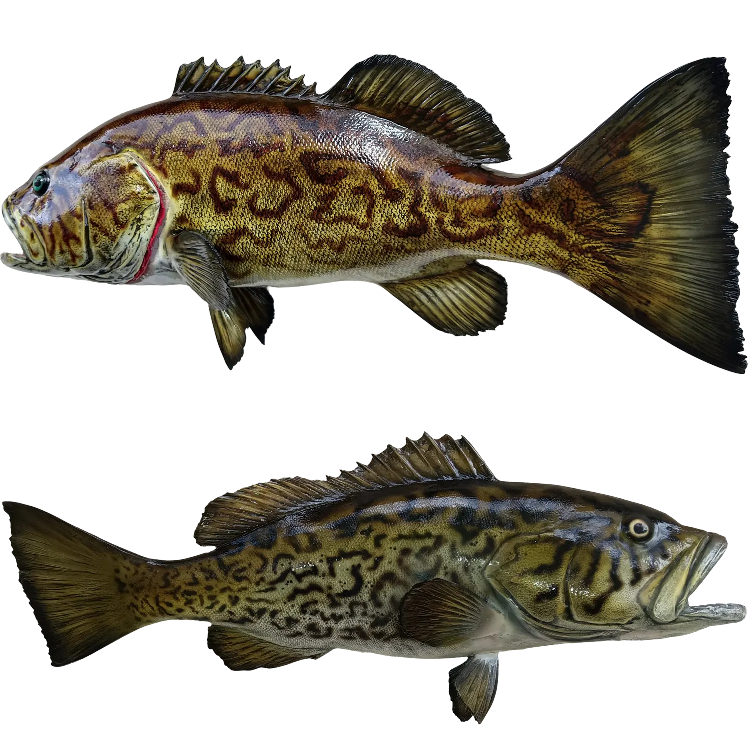 Gag Grouper Fish Mount Replicas