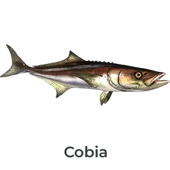Cobia fish mount painted with lifelike silver hues, handcrafted by Greg Cassell. 