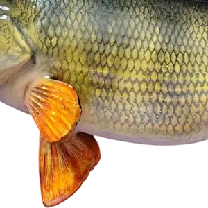 Yellow Perch fish mount replica close-up of pelvic and dorsal fins showcasing mold accuracy and airbrush highlights