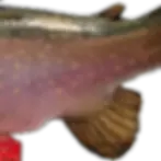 Thumbnail: brook-trout-rear-fins-detail