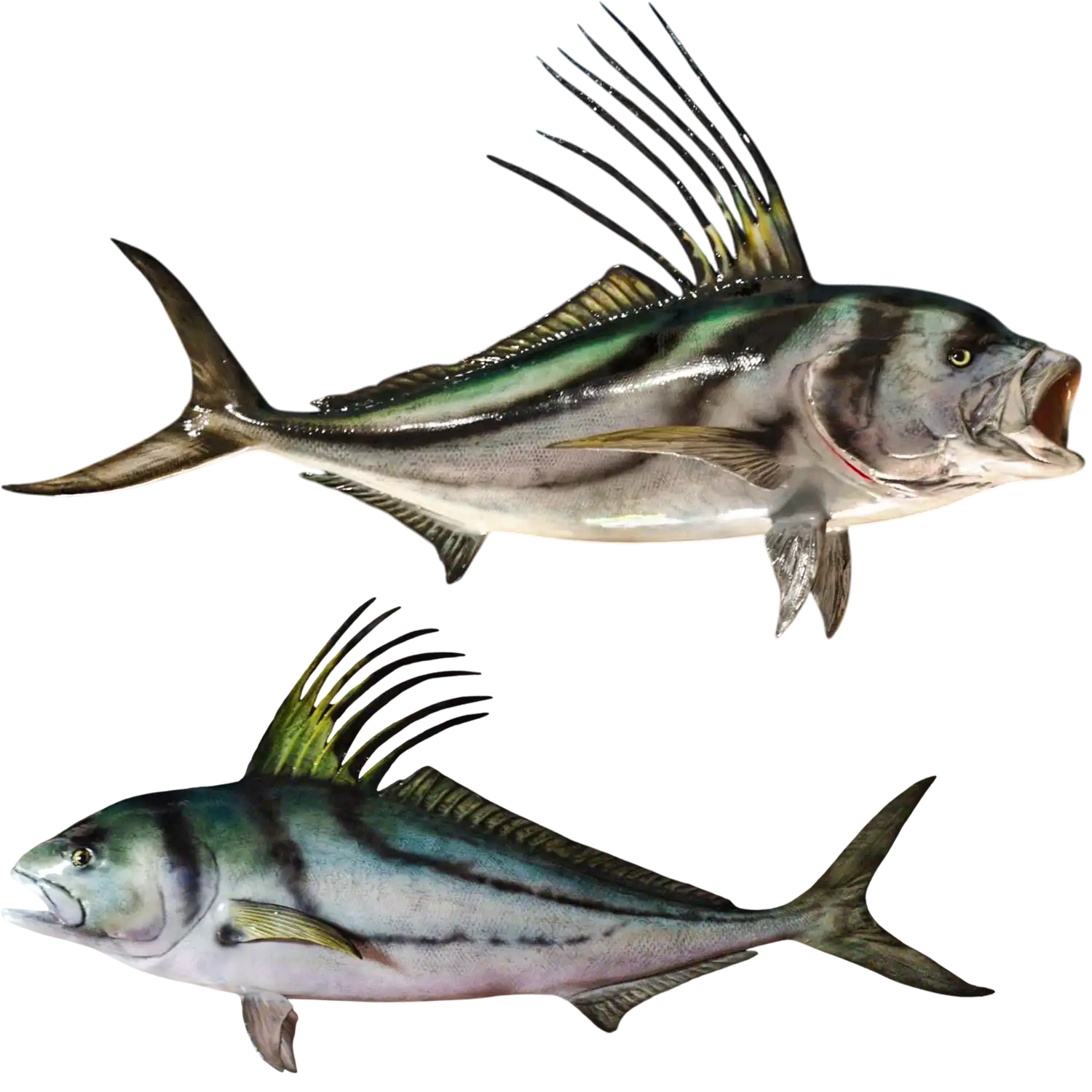 Roosterfish Fish Mount Replica