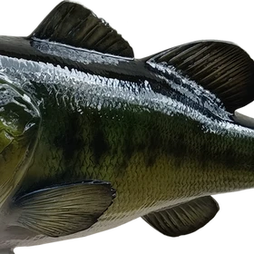 Angled mid-body view of largemouth bass fiberglass mount, showing dorsal and pectoral fins in full detail.