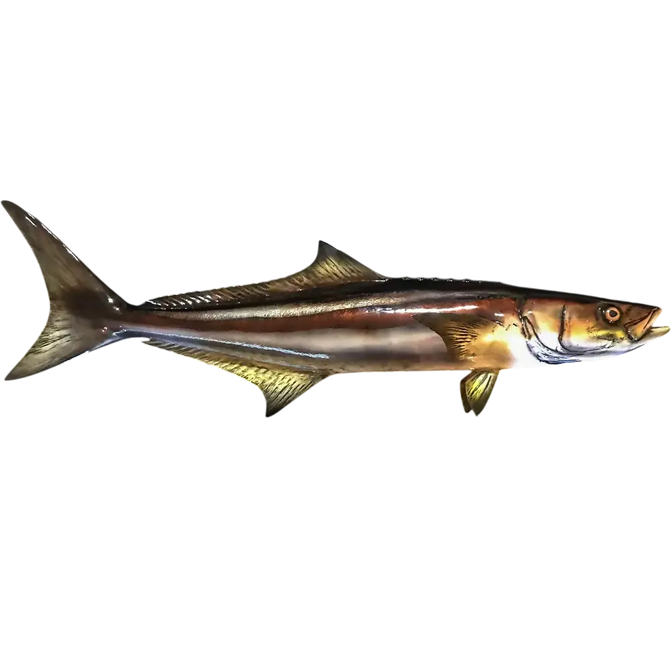 35-inch cobia full mount replica right-facing profile showing dark dorsal, pale lateral stripe, and white ventral, fiberglass