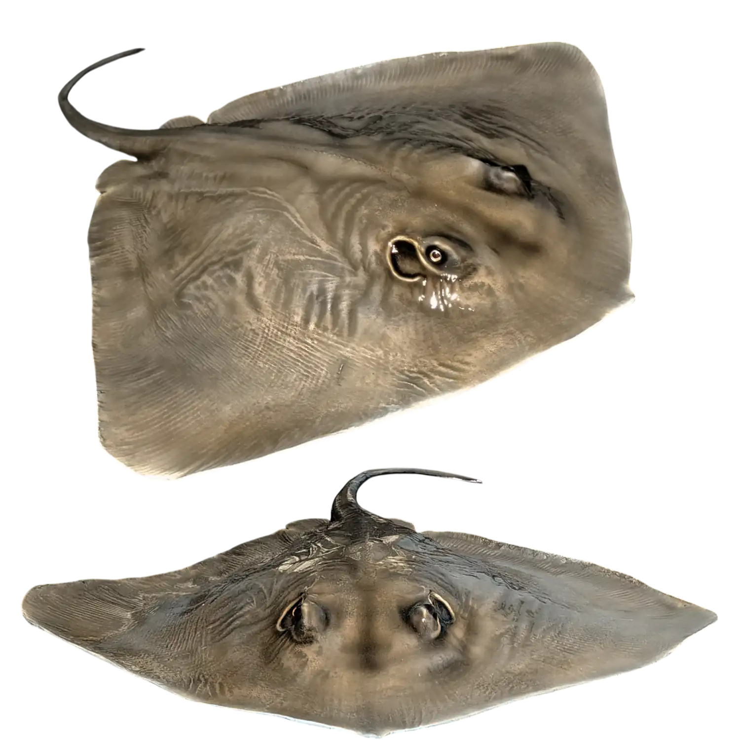 Stingray Fish Mount Replicas