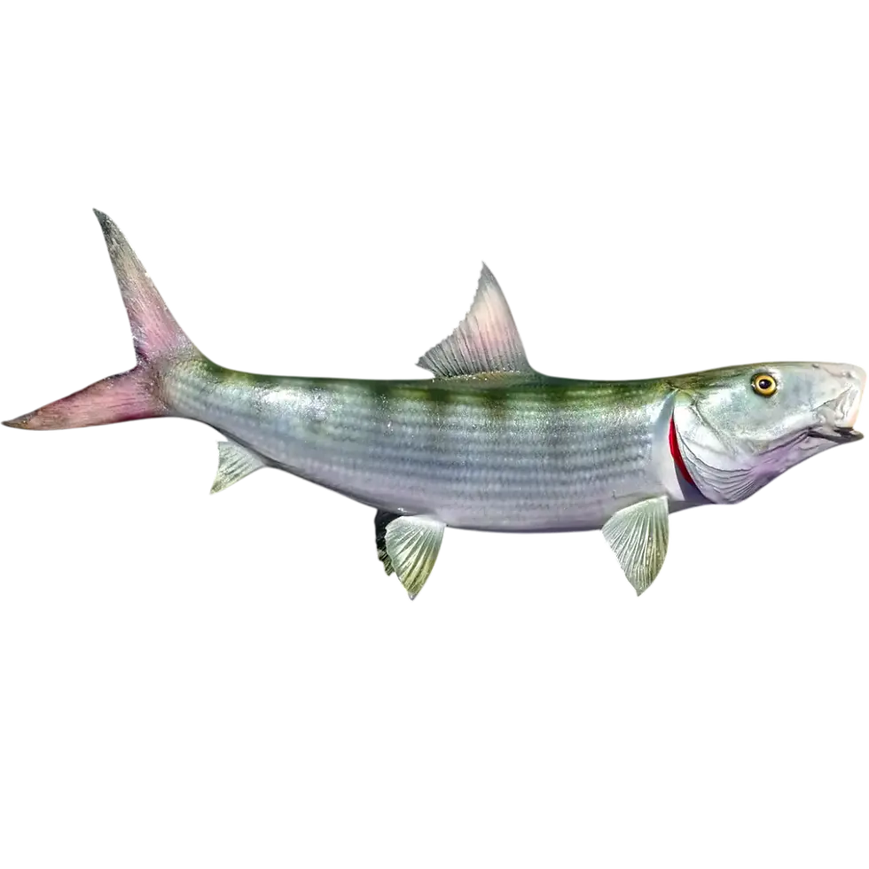 21-inch bonefish full mount replica showing iridescent pearl flanks and lavender flush, catch photo matched coloration phase