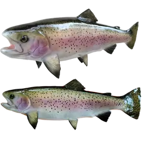 Close-up of a 22-inch Rainbow Trout Fish Mount Replica, showing detailed black speckling.