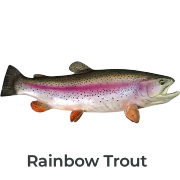 Rainbow Trout Fiberglass Fish Mount Replica painted by Greg Cassell. Angled right-facing mount with vivid patterns and realistic details. 