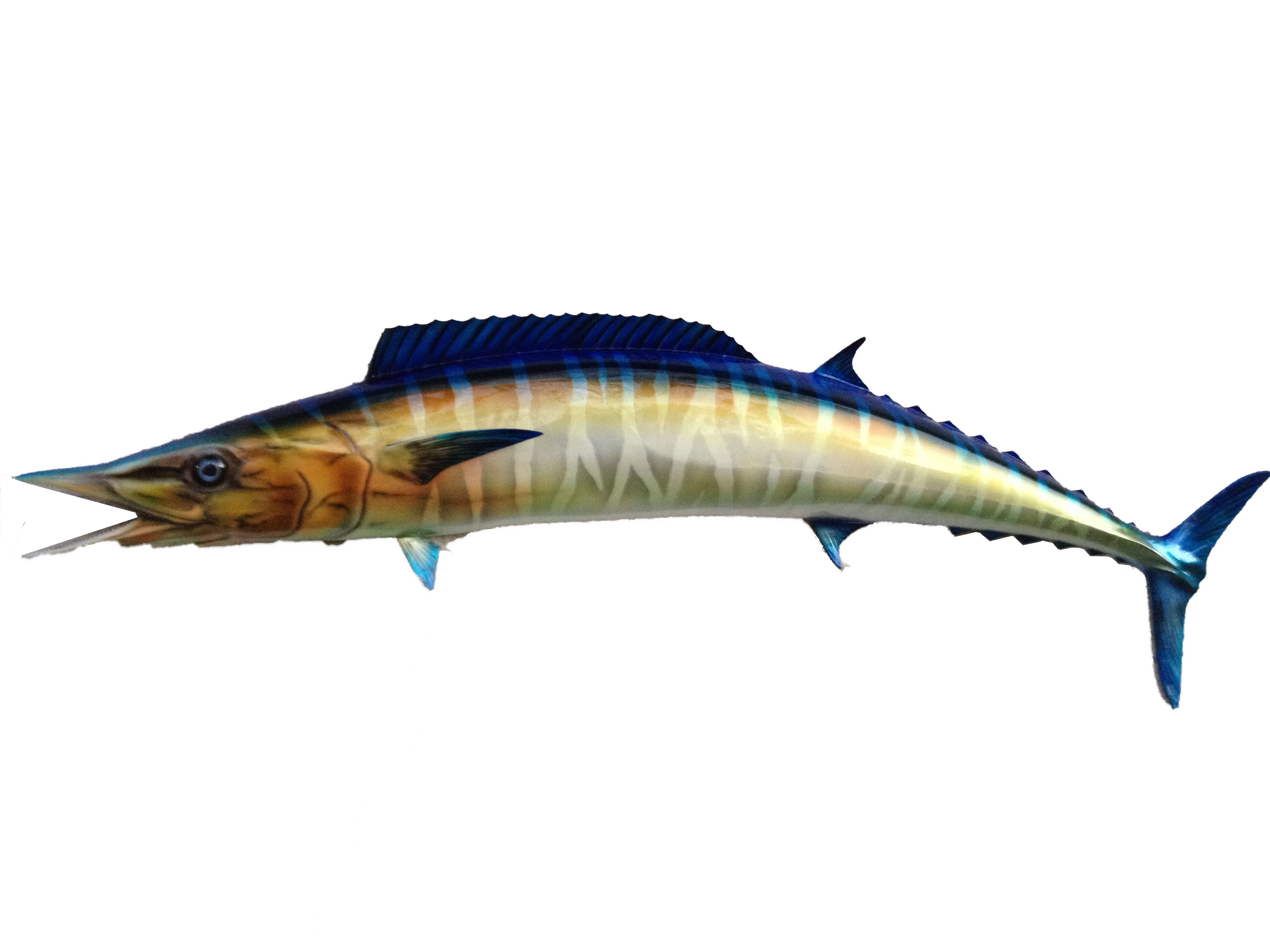Wahoo
