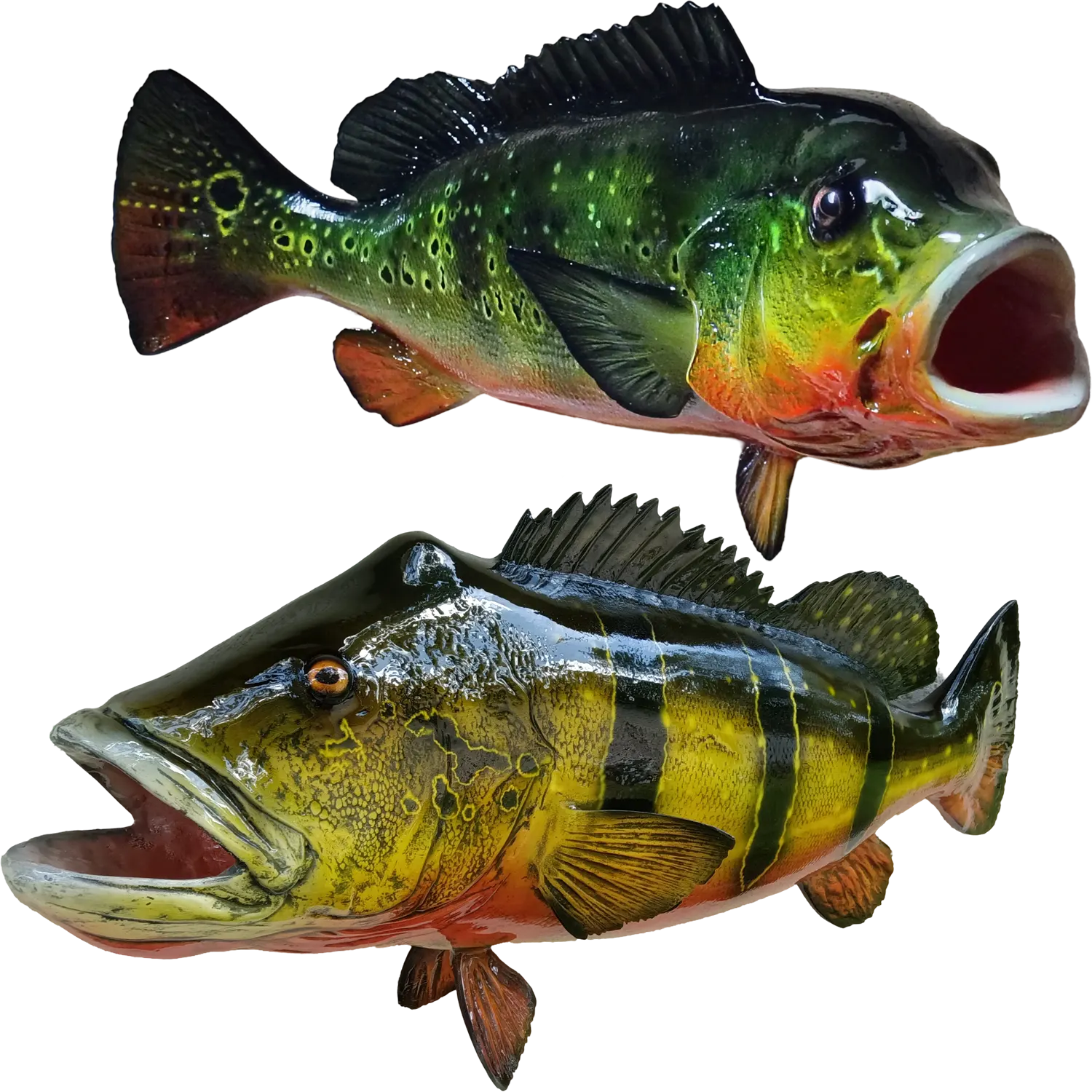 Peacock Bass Fish Mount Replicas