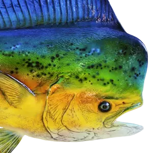 Close-up of a Mahi Mahi fish mount replica’s face, showcasing intricate airbrushed details.