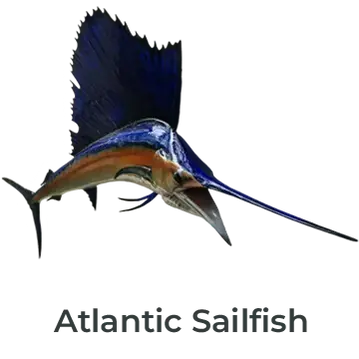 Atlantic Sailfish fiberglass mount featuring lifelike sail and vibrant blue hues, painted by Greg Cassell. 