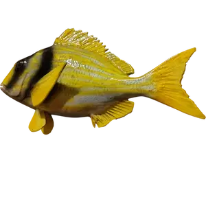 Porkfish angled view showing pectoral fins and paired pelvic fins with textured scale relief and paint highlights