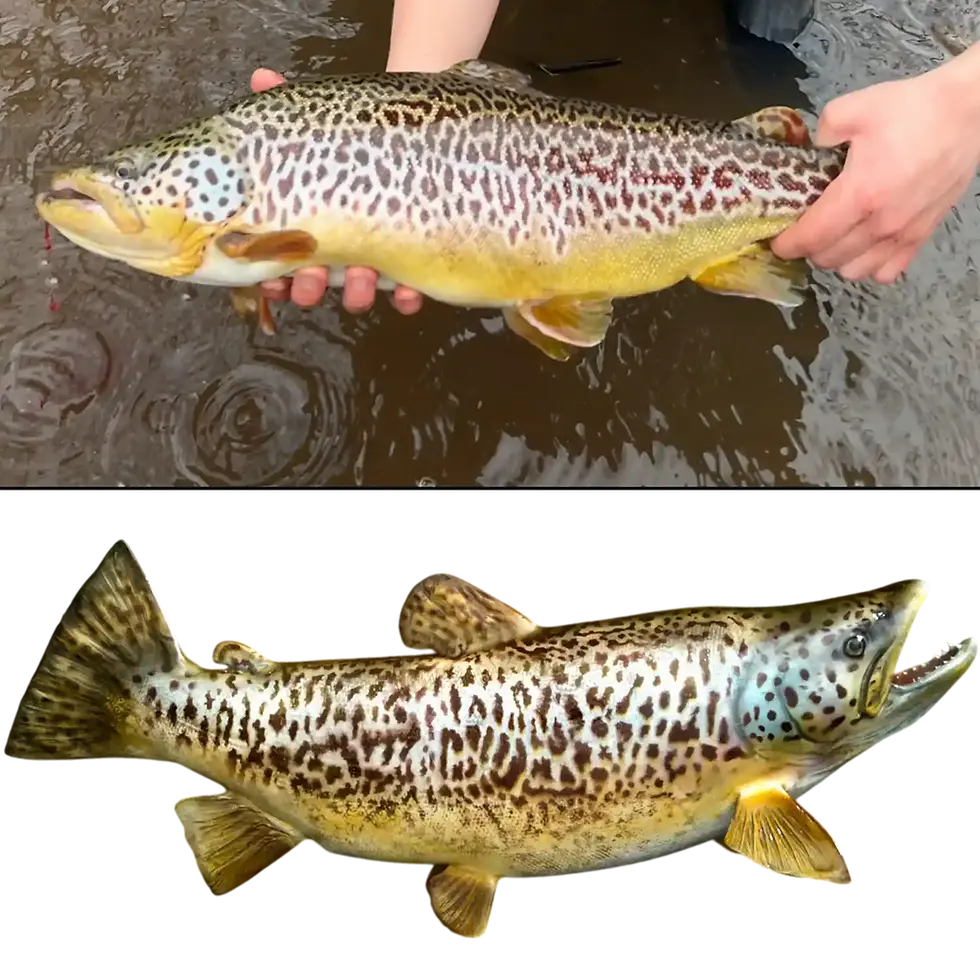 Thumbnail: An angler's catch photo stacked above a custom painted Tiger Trout mount.
