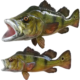 Handcrafted Peacock Bass Trophy Wall Mount by Florida Fish Mounts