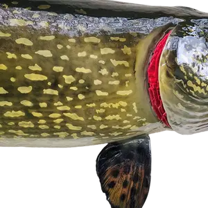 Close-up of Northern Pike gills on fiberglass replica, showcasing the intricate structure and life-like texture of this prized species.