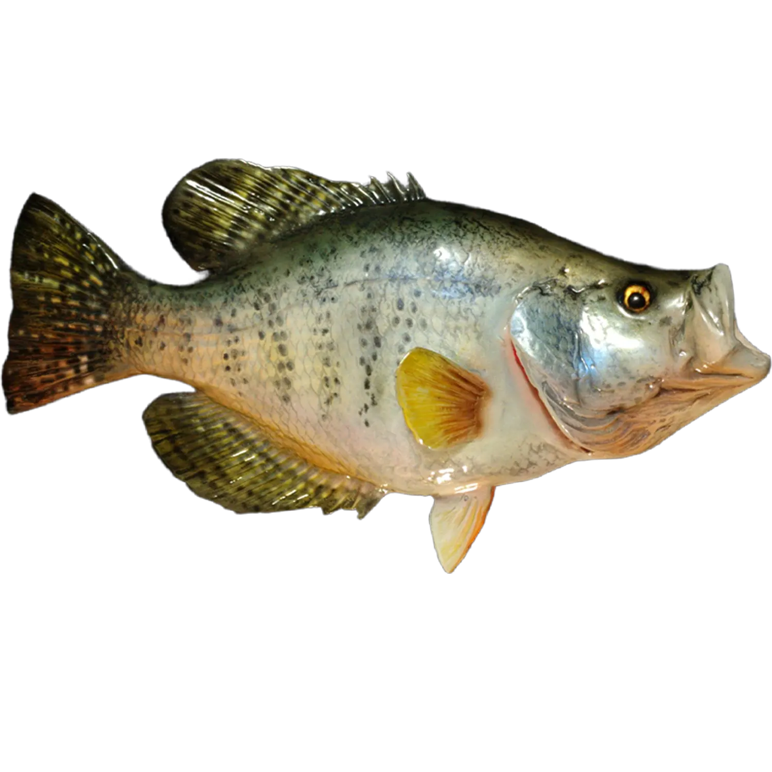 White Crappie Fish Mount | Custom Replica | Greg Cassell