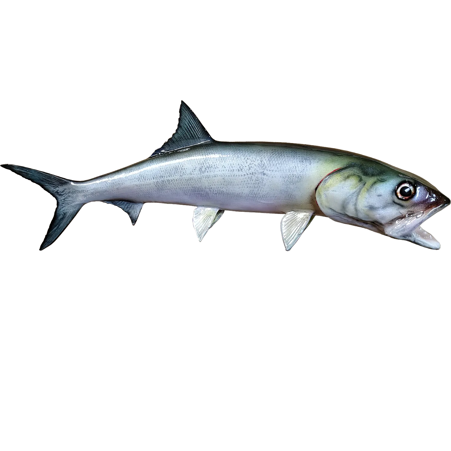 Ladyfish Fish Mount Replica
