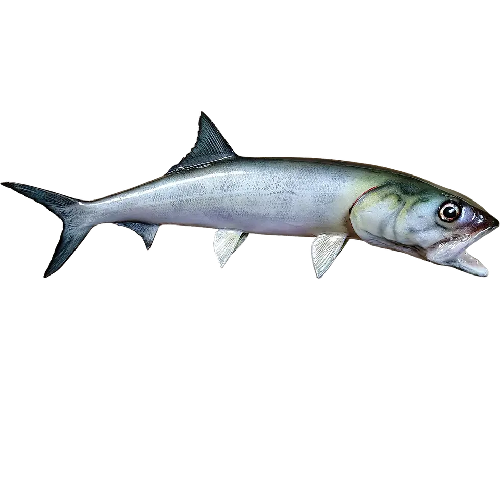 Ladyfish double-sided wall mount replica, custom painted by artist Greg Cassell to match angler photo