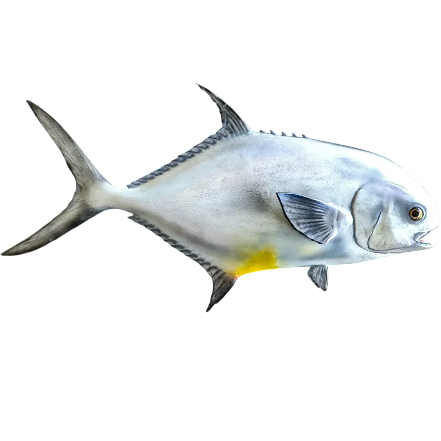 30 inch full wall mount permit fish replica painted to match fisherman's photo by artist Greg Cassell