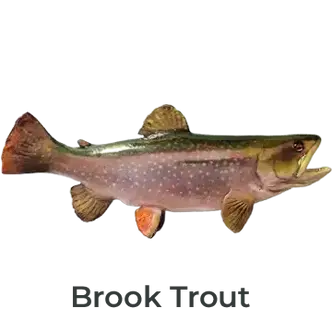 Brook Trout Fiberglass Fish Mount Replica painted by artist Greg Cassell. Right-facing, full wall mount with lifelike detail, handcrafted from a cast of a real fish and finished with a glass eye and layered paintwork.