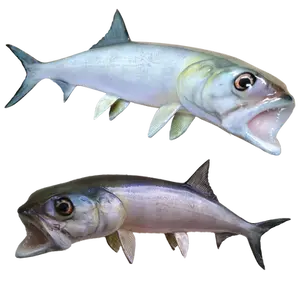 Ladyfish full mount angled 3D view with bright and dark lighting contrast