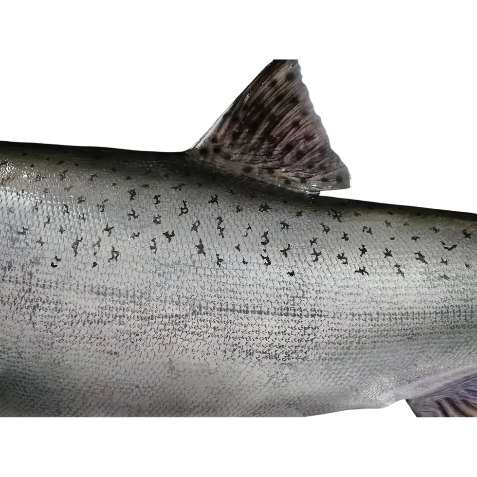 Thumbnail: king salmon fish replica dorsal spotting pattern scale texture close-up fiberglass