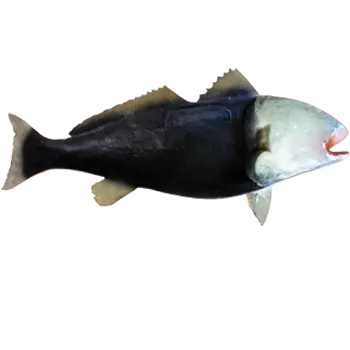 Back view of a half wall mount fish replica showing the lightweight hollow construction and hanging wire.