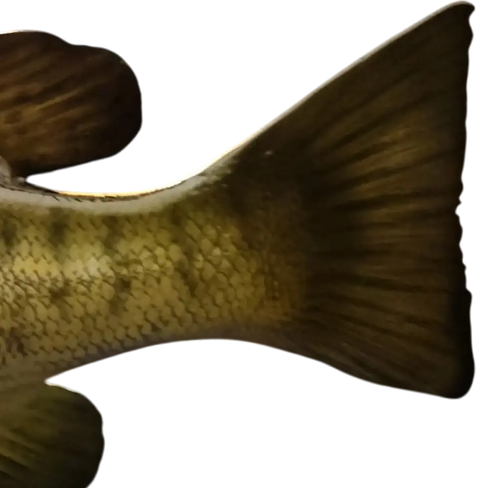 Thumbnail: Close up of a Smallmouth Bass tail fin showing the structural fin rays and bronze paint gradients.