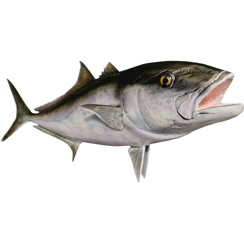 Thumbnail: 38-inch amberjack full mount head detail by Greg Cassell showing orbital stripe, charcoal dorsal mask, and golden amber glass