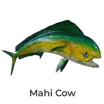 Mahi Cow fish mount with soft green and yellow hues, handcrafted by Greg Cassell. 